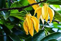 DIVINE FRAGRANCE – MANORANJITHAM  The Natural Divine Aroma for Krishna Consciousness in Yogi’s Way of Life Through Daily Pooja, Yoga-(NOPDFMJM -029)