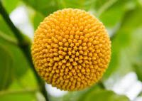 KADAMPAM – THE DIVINE SCENT-(NRTKAD-048)