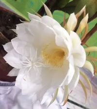 Scent of Himalayan Yogi – Brahma Kamalam Divine Natural Aroma for Self-Realization & Cosmic Consciousness-(AGCI-BKSP-093)